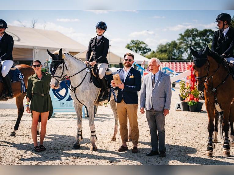 Holsteiner Wallach 11 Jahre 165 cm Schimmel in Czarny Las