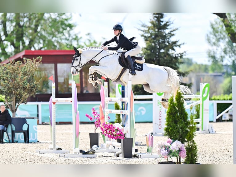 Holsteiner Wallach 11 Jahre 165 cm Schimmel in Czarny Las