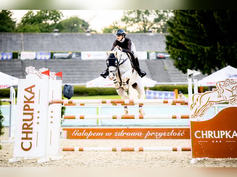 Holsteiner Wallach 11 Jahre 165 cm Schimmel in Czarny Las