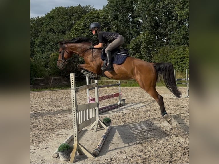 Holsteiner Wallach 11 Jahre 166 cm Dunkelbrauner in Stoetze