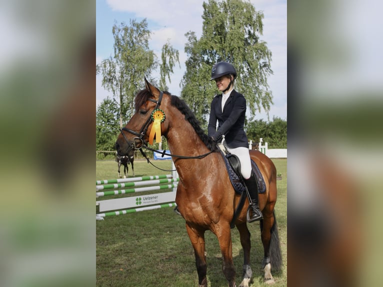 Holsteiner Wallach 11 Jahre 166 cm Dunkelbrauner in Stoetze