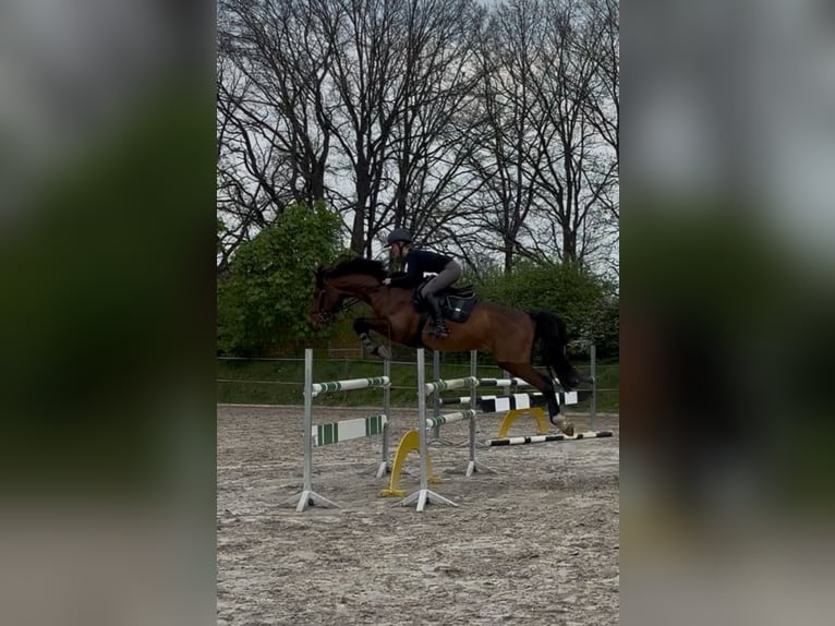 Holsteiner Wallach 11 Jahre 166 cm Dunkelbrauner in Stoetze