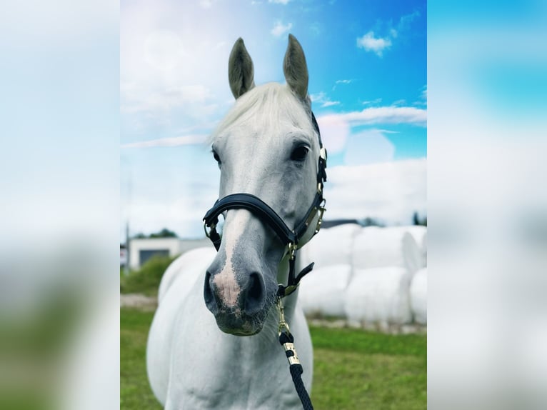 Holsteiner Wallach 11 Jahre 166 cm Schimmel in DiepoldsauDiepoldsau