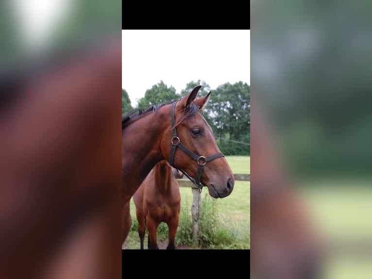 Holsteiner Wallach 11 Jahre 167 cm Brauner in Uelzen
