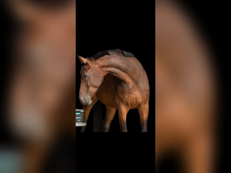 Holsteiner Wallach 11 Jahre 167 cm Brauner in Uelzen