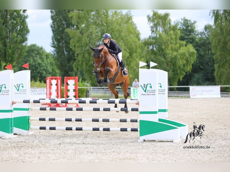 Holsteiner Wallach 11 Jahre 168 cm Brauner in Waldbüttelbrunn