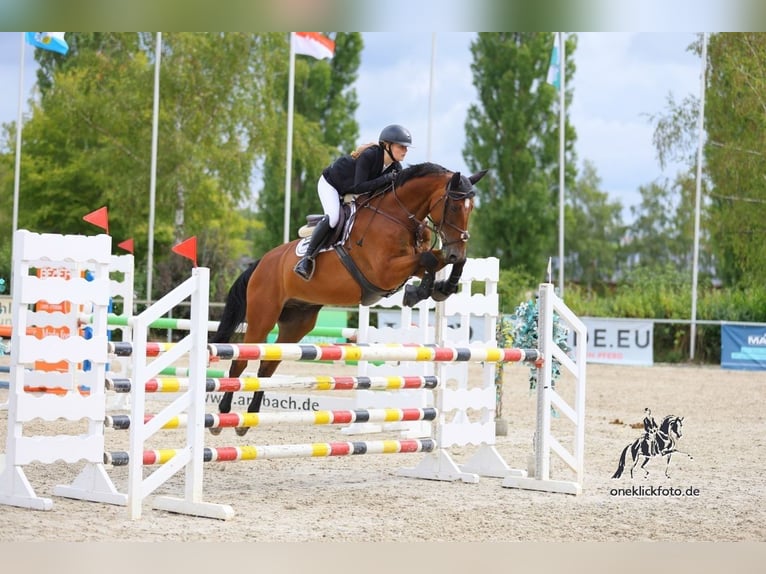 Holsteiner Wallach 11 Jahre 168 cm Brauner in Waldbüttelbrunn