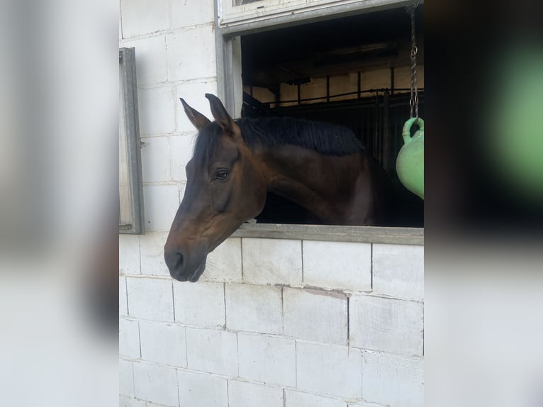 Holsteiner Wallach 11 Jahre 168 cm Dunkelbrauner in Weimar