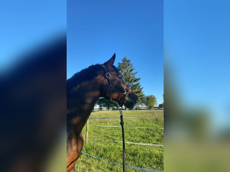 Holsteiner Wallach 11 Jahre 168 cm Dunkelbrauner in Giebelstadt