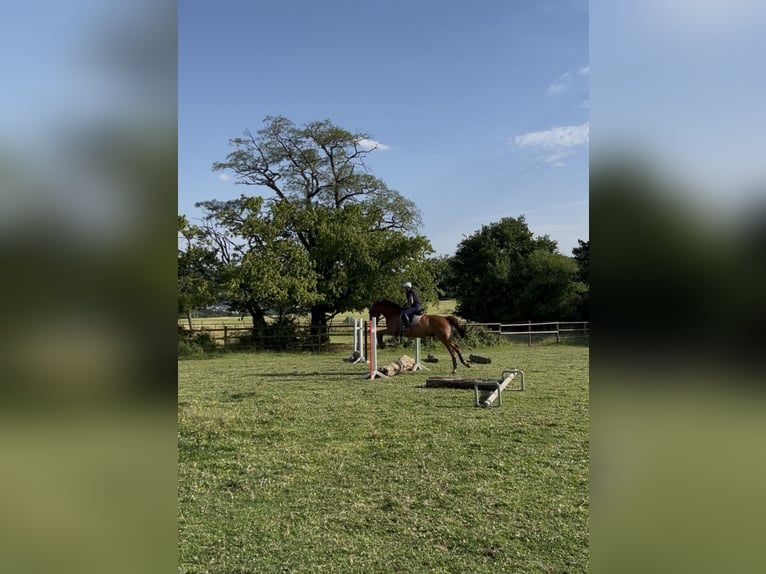 Holsteiner Wallach 11 Jahre 170 cm Fuchs in Menden