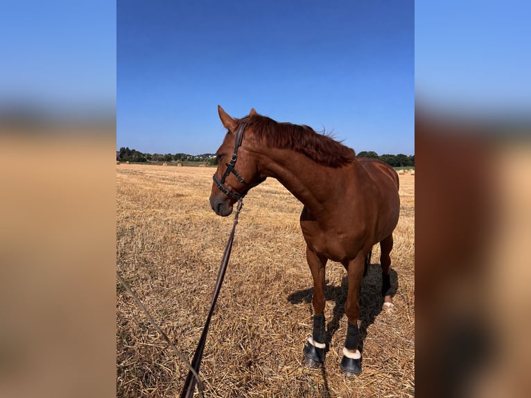 Holsteiner Wallach 11 Jahre 170 cm Fuchs in Menden
