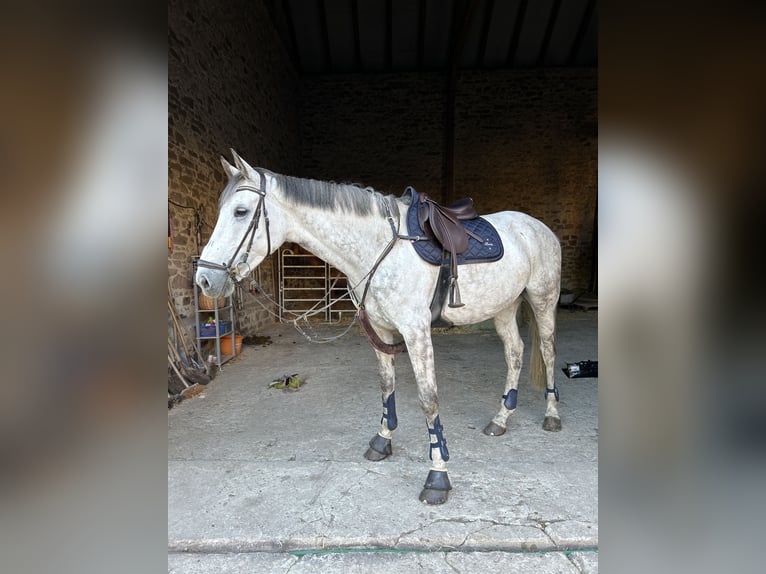 Holsteiner Wallach 11 Jahre 170 cm Schimmel in Weferlingen