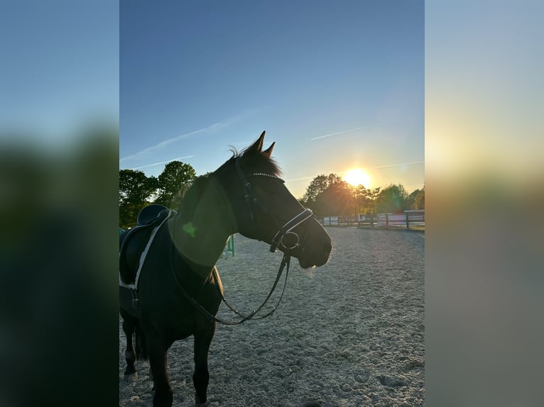 Holsteiner Wallach 11 Jahre 170 cm Schwarzbrauner in Sande Mariensiel