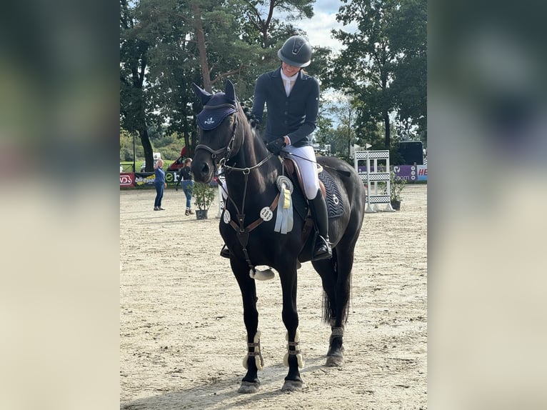 Holsteiner Wallach 11 Jahre 170 cm Schwarzbrauner in Sande Mariensiel