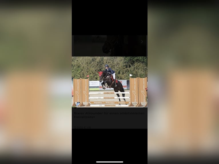 Holsteiner Wallach 11 Jahre 170 cm Schwarzbrauner in Sande Mariensiel