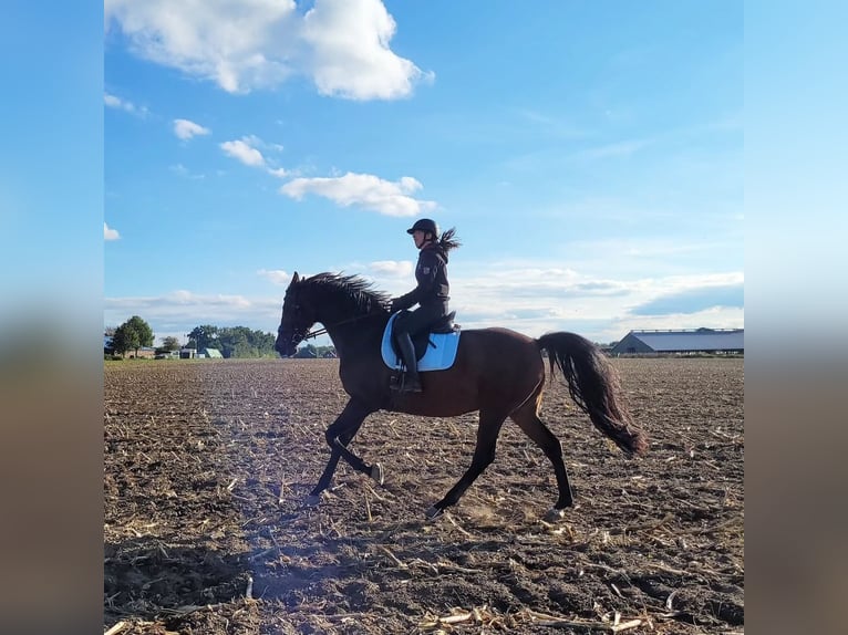 Holsteiner Wallach 11 Jahre 171 cm Brauner in Beckdorf