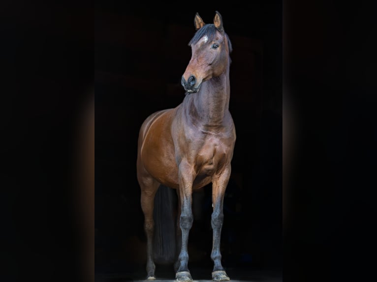 Holsteiner Wallach 11 Jahre 171 cm Brauner in Beckdorf