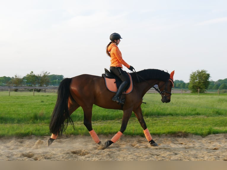 Holsteiner Wallach 11 Jahre 171 cm Brauner in Beckdorf