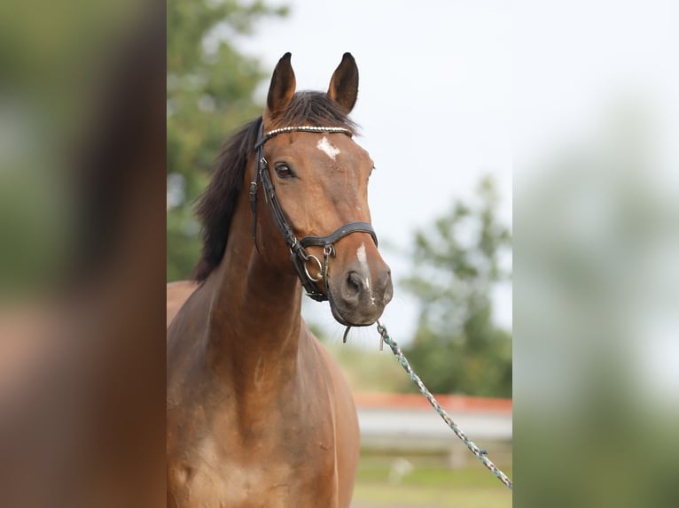 Holsteiner Wallach 11 Jahre 171 cm Brauner in Horstedt