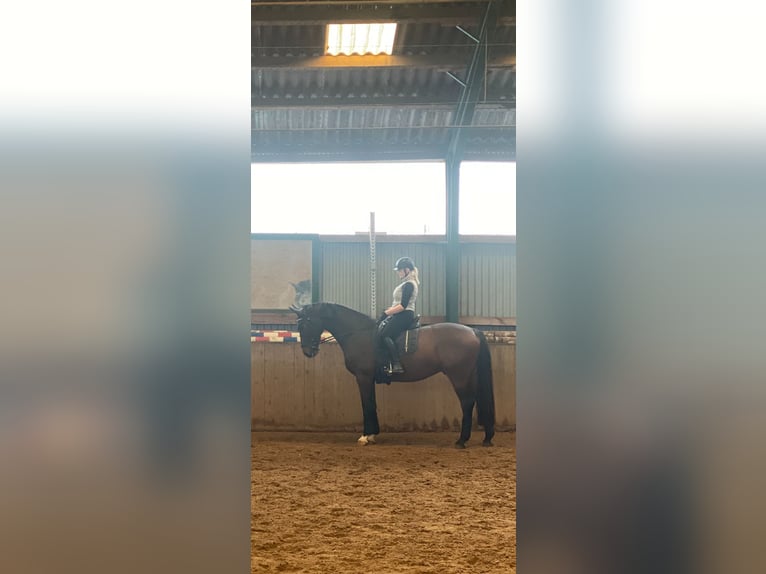 Holsteiner Wallach 11 Jahre 171 cm Brauner in Horstedt