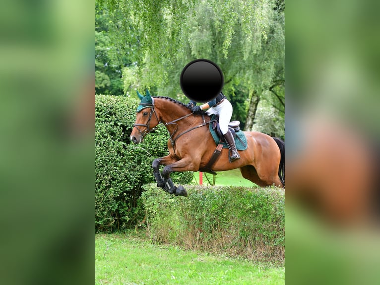 Holsteiner Wallach 11 Jahre 172 cm Brauner in Fribourg