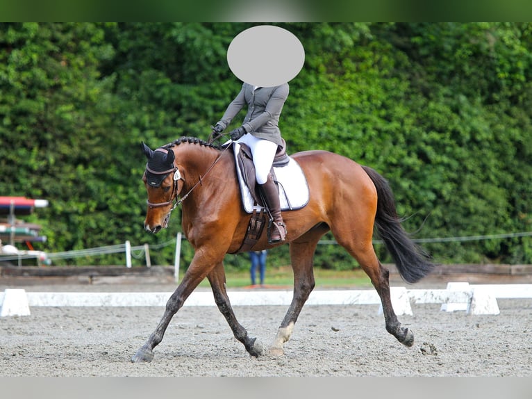 Holsteiner Wallach 11 Jahre 172 cm Brauner in Fribourg
