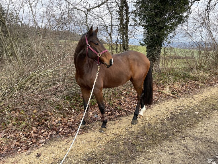 Holsteiner Wallach 11 Jahre 172 cm Brauner in Fribourg