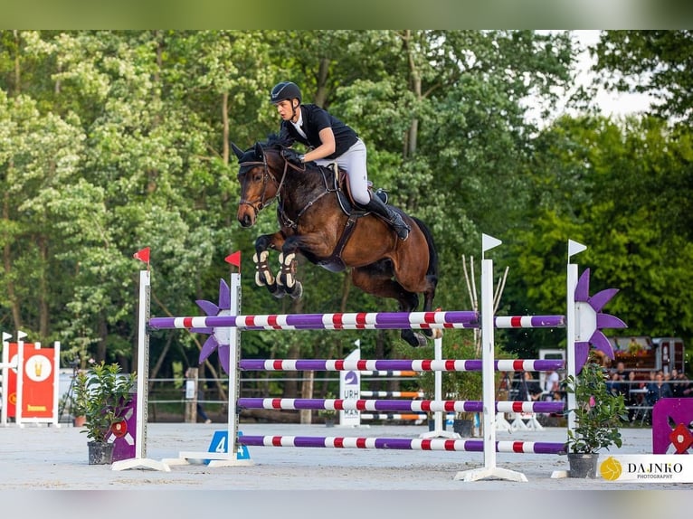 Holsteiner Wallach 11 Jahre 172 cm Rotbrauner in Maribor