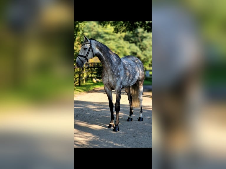 Holsteiner Wallach 11 Jahre 172 cm Schimmel in Wesel