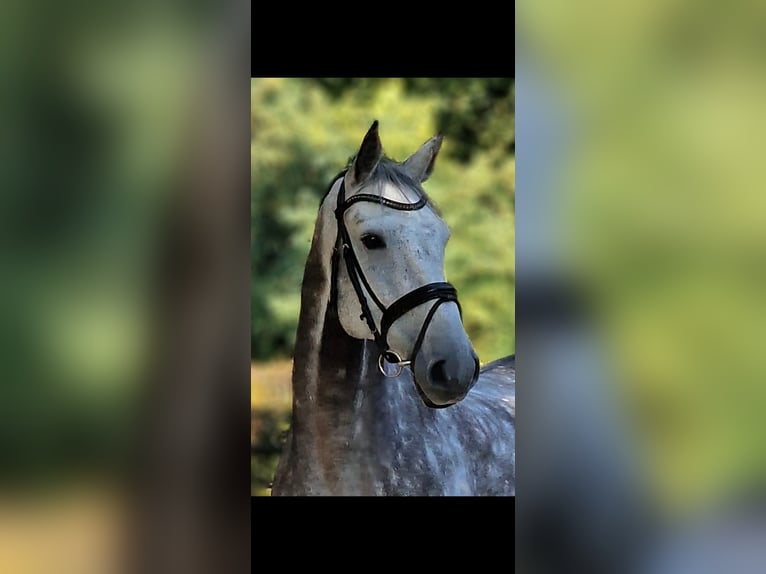 Holsteiner Wallach 11 Jahre 172 cm Schimmel in Wesel