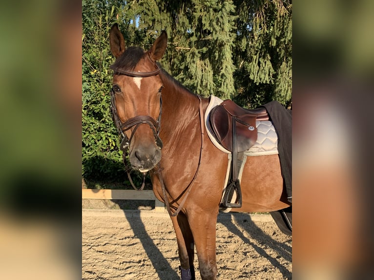 Holsteiner Wallach 11 Jahre 173 cm Brauner in Griesheim