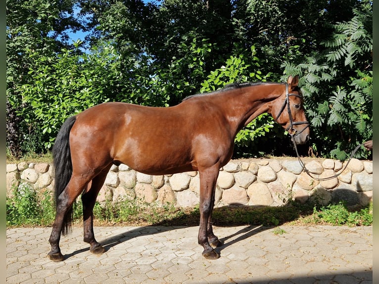 Holsteiner Wallach 11 Jahre 173 cm Brauner in Tangstedt