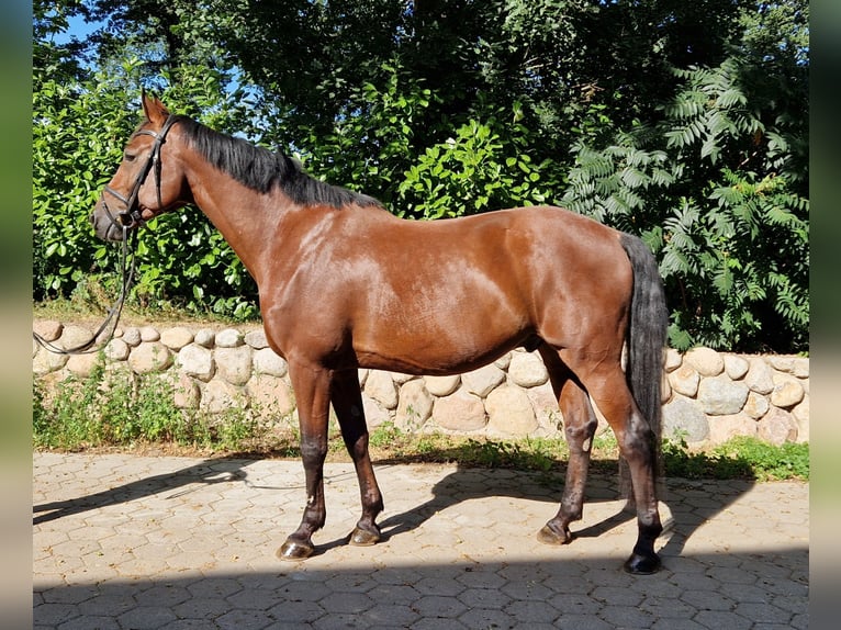 Holsteiner Wallach 11 Jahre 173 cm Brauner in Tangstedt