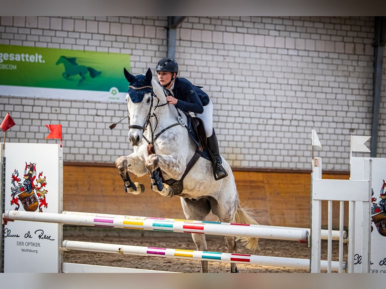 Holsteiner Wallach 11 Jahre 173 cm Schimmel in Oebisfelde-Weferlingen