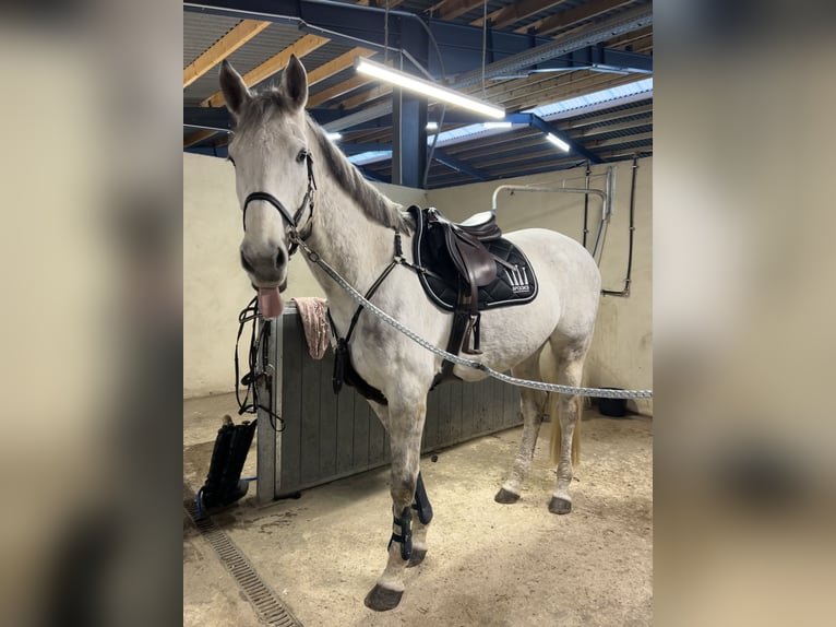 Holsteiner Wallach 11 Jahre 173 cm Schimmel in Oebisfelde-Weferlingen