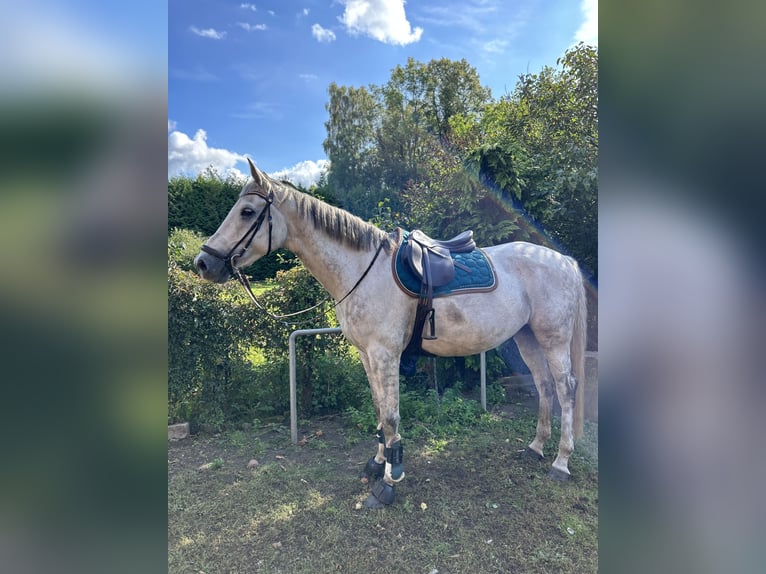 Holsteiner Wallach 11 Jahre 173 cm Schimmel in Oebisfelde-Weferlingen