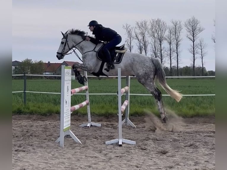 Holsteiner Wallach 11 Jahre 173 cm Schimmel in Oebisfelde-Weferlingen