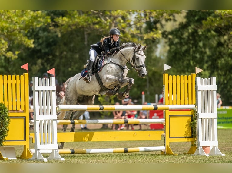 Holsteiner Wallach 11 Jahre 173 cm Schimmel in Oebisfelde-Weferlingen