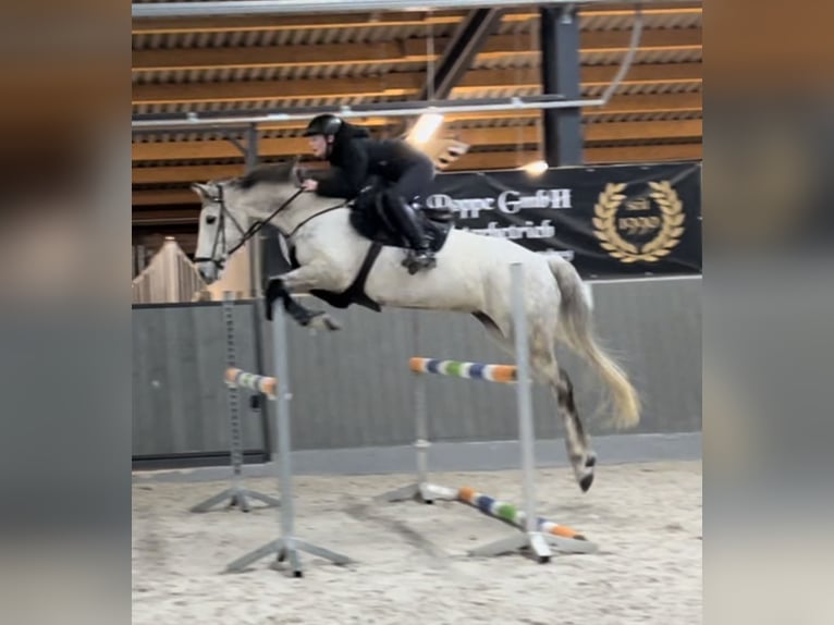 Holsteiner Wallach 11 Jahre 173 cm Schimmel in Oebisfelde-Weferlingen