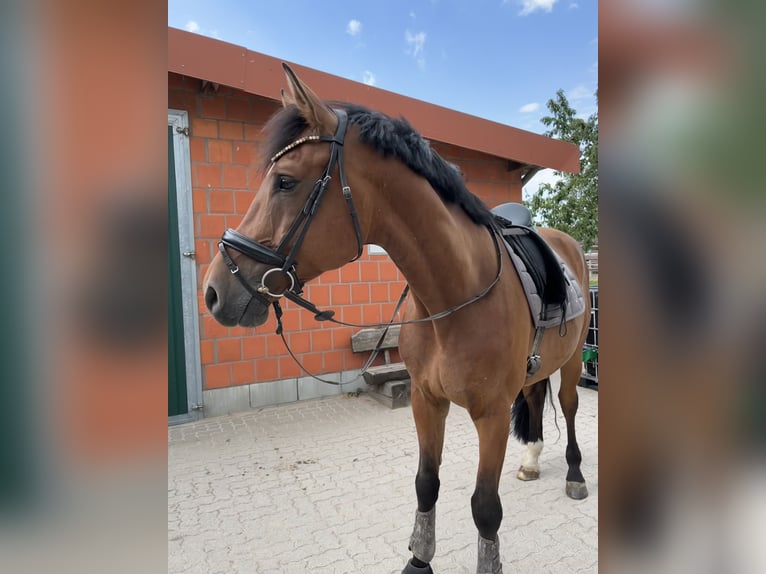 Holsteiner Wallach 11 Jahre 174 cm Brauner in Lyhren