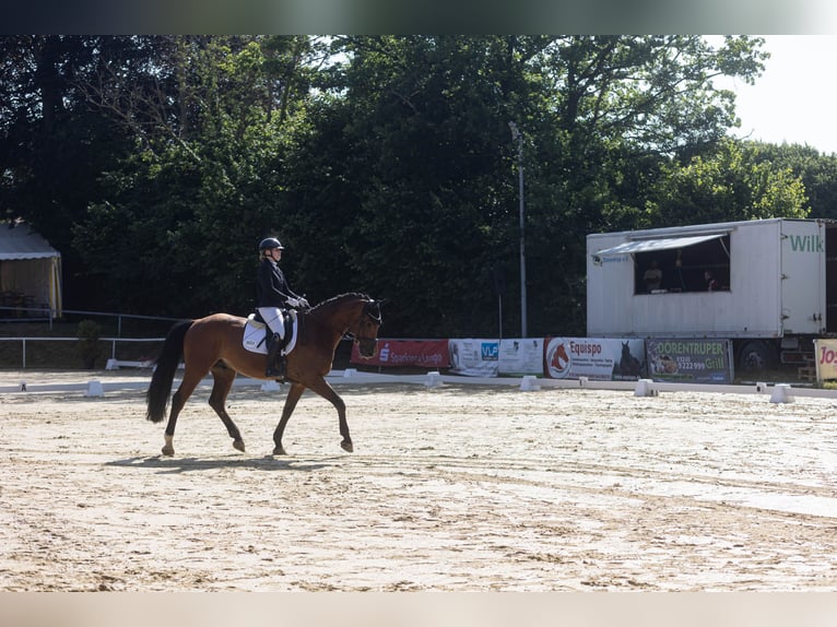 Holsteiner Wallach 11 Jahre 174 cm Brauner in Lyhren