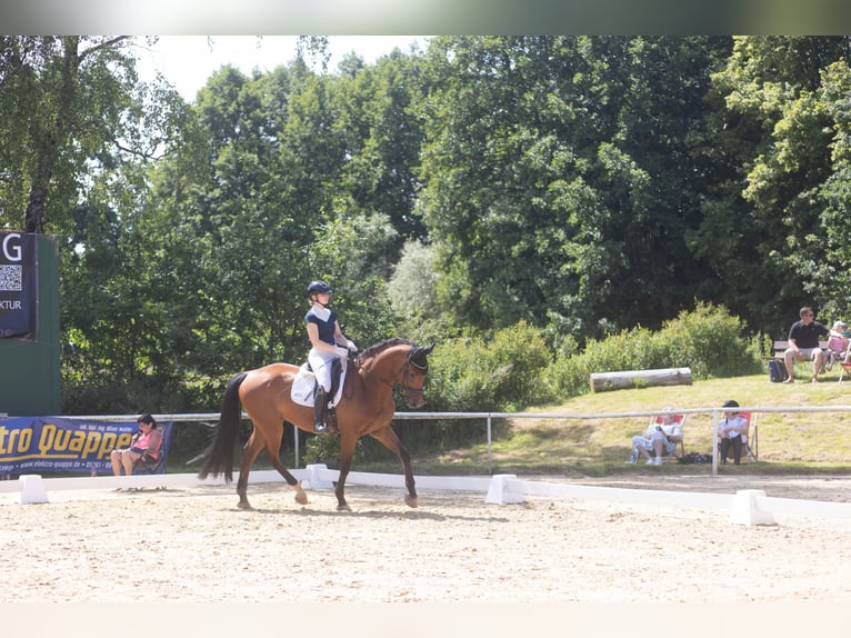 Holsteiner Wallach 11 Jahre 174 cm Brauner in Lyhren