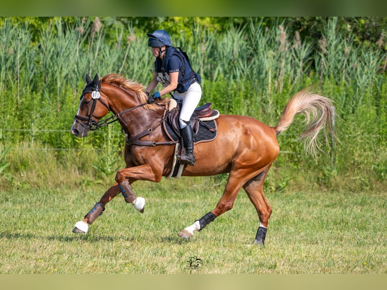 Holsteiner Wallach 11 Jahre 174 cm Fuchs in B&#xFC;ttenhardt