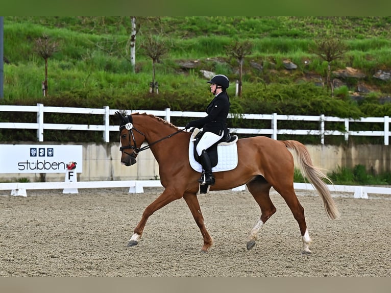 Holsteiner Wallach 11 Jahre 174 cm Fuchs in B&#xFC;ttenhardt