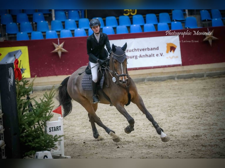 Holsteiner Wallach 11 Jahre 174 cm Hellbrauner in Neustadt/Dosse