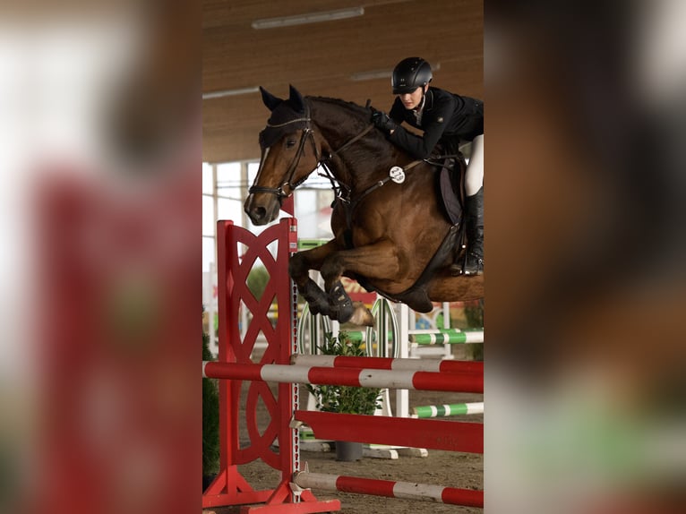 Holsteiner Wallach 11 Jahre 174 cm Hellbrauner in Neustadt/Dosse