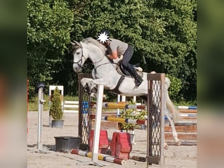 Holsteiner Wallach 11 Jahre 174 cm Schimmel in Eschweiler