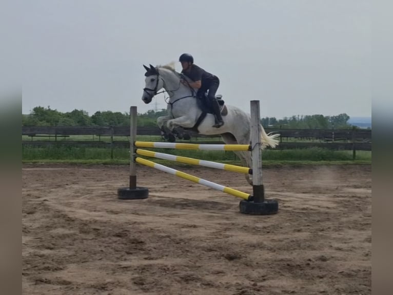 Holsteiner Wallach 11 Jahre 174 cm Schimmel in Eschweiler