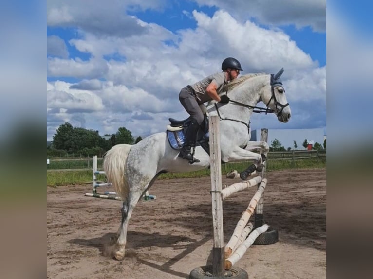 Holsteiner Wallach 11 Jahre 174 cm Schimmel in Eschweiler