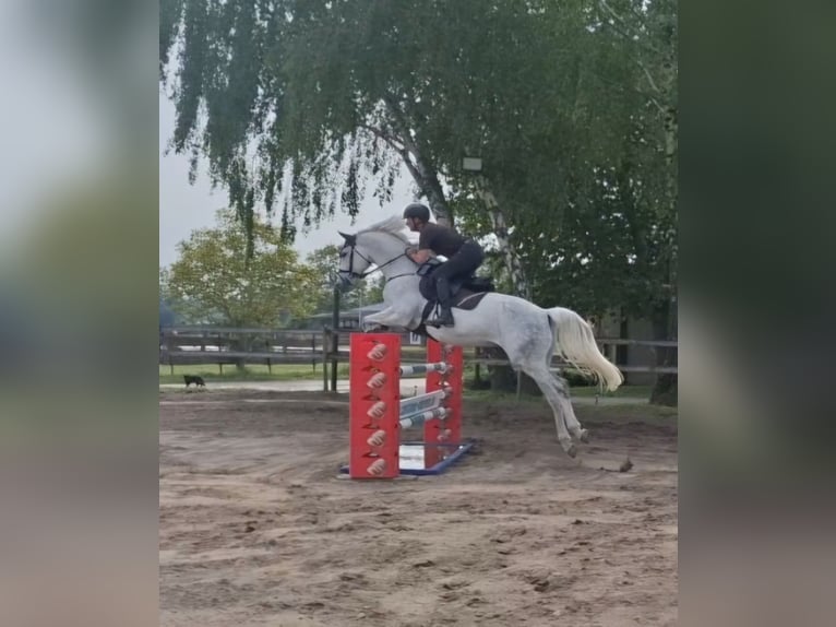 Holsteiner Wallach 11 Jahre 174 cm Schimmel in Eschweiler